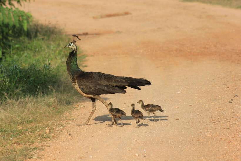 From: Hiriketiya/ Tangalle - YALA Safari Tour - Three hours inside the park, broken into useful stages