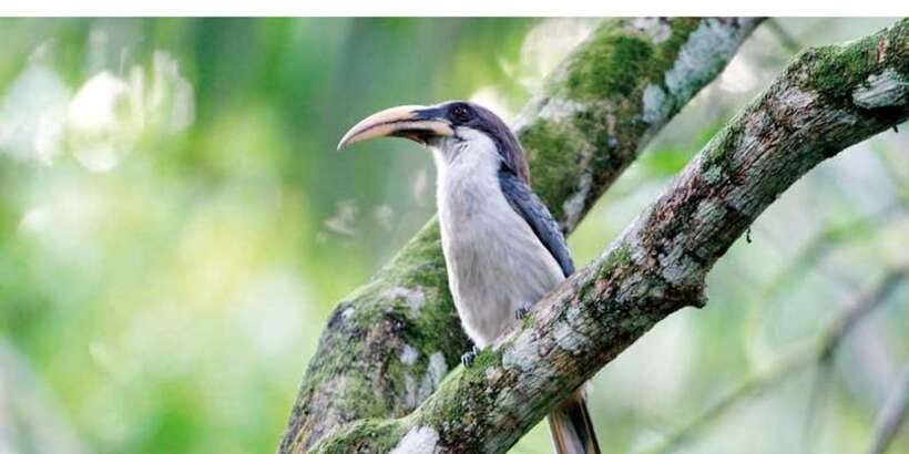 From Kandy: Bird watching tour to Udawatte Kele Sanctuary - Why Udawatte Kele makes a good morning from Kandy