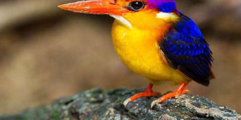 From Kandy: Bird watching tour to Udawatte Kele Sanctuary - Walking through the 103-hectare sanctuary