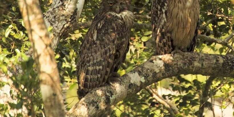 From Kandy: Bird watching tour to Udawatte Kele Sanctuary - Royal Pond, Lovers’ Walk, and the old Kandyan setting