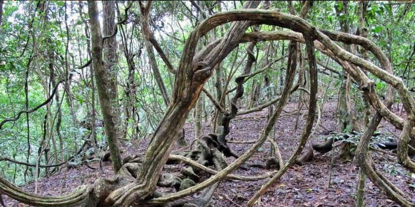 From Kandy: Bird watching tour to Udawatte Kele Sanctuary - What the $55 price includes