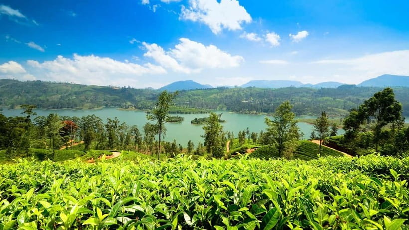 From Kandy: Ella Drop Tour via Nuwara Eliya - The climb into tea country
