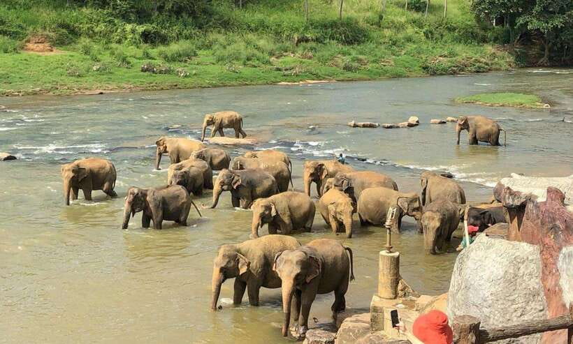 From Kandy: Kandy To Pinnawala Day Tour by Tuk Tuk - What the $42 price really covers