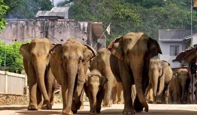 From Kandy: Kandy To Pinnawala Day Tour by Tuk Tuk - Why this Kandy to Pinnawala trip works