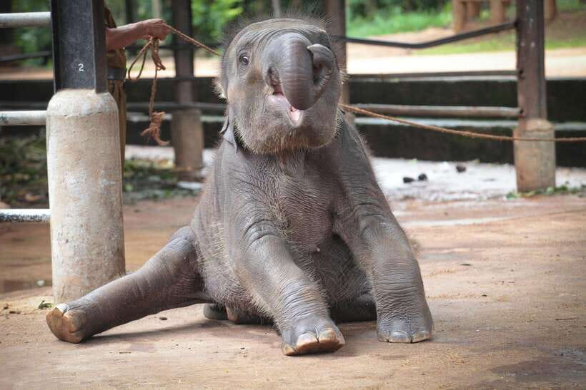 From Kandy: Kandy To Pinnawala Day Tour by Tuk Tuk - Pinnawala and the daily elephant schedule