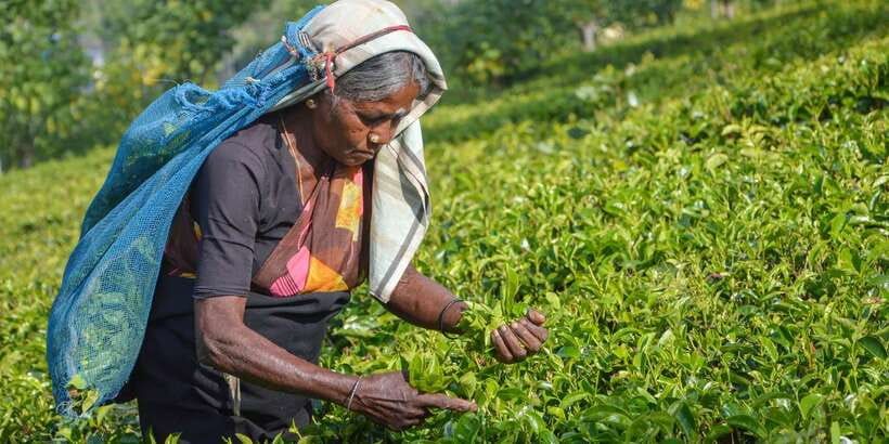 From Kandy: Nuwara Eliya by Train - Key points to know before booking