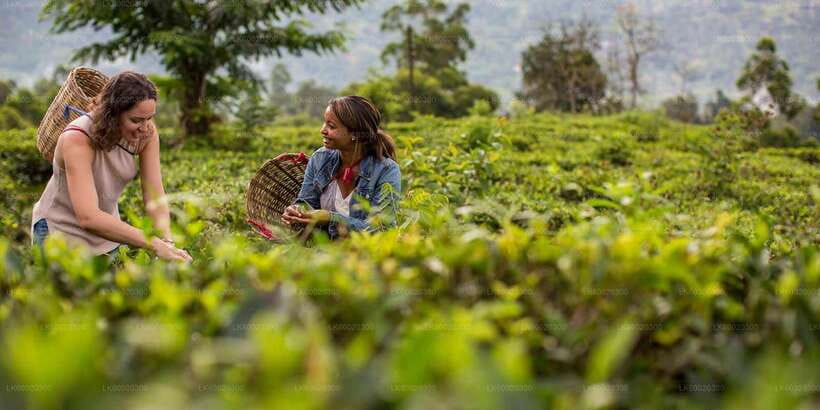 From Kandy: Nuwara Eliya by Train - A private tour makes the long day easier