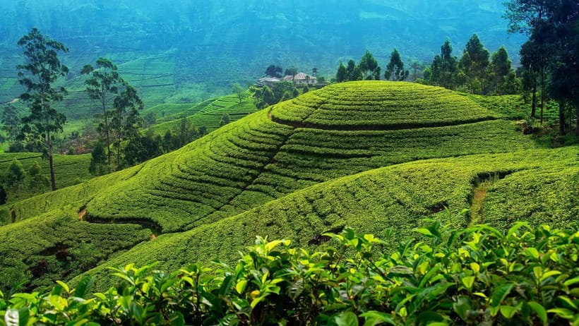 From Kandy: Nuwara Eliya Tour via Ambuluwawa [Private Tour] - Key points to know before booking