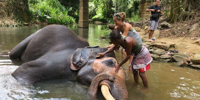 From Kandy: Pinnawala Day Tour - Why this day trip works from Kandy