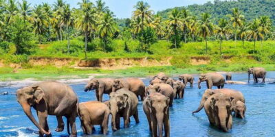 Pinnawala Day Tour