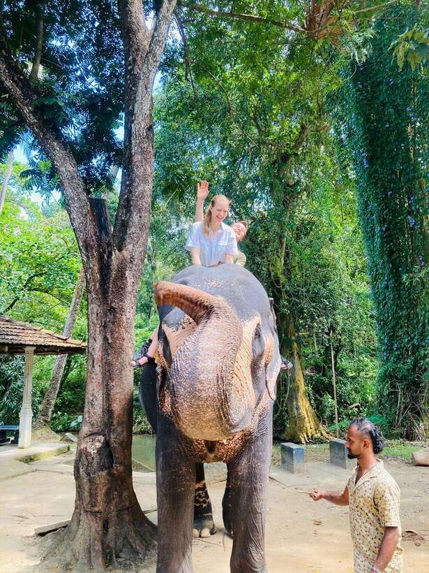 From Kandy : Pinnawala Elephant Orphanage & Ambuluwawa Tower - Pinnawala Elephant Orphanage and the elephant question