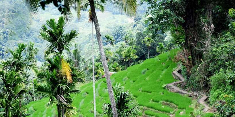 From Kandy: Private Guided Hike to Heeloya - Learning paddy farming from a local farmer