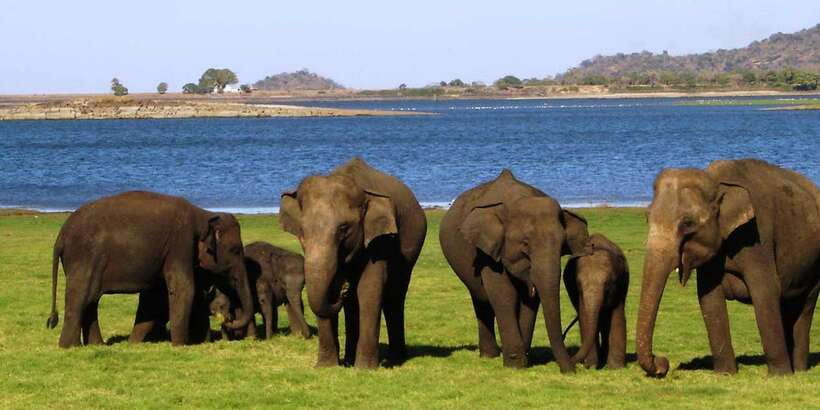 From Kandy: Sigiriya, Dambulla and Minneriya Private Tour - Minneriya National Park by open-air Jeep
