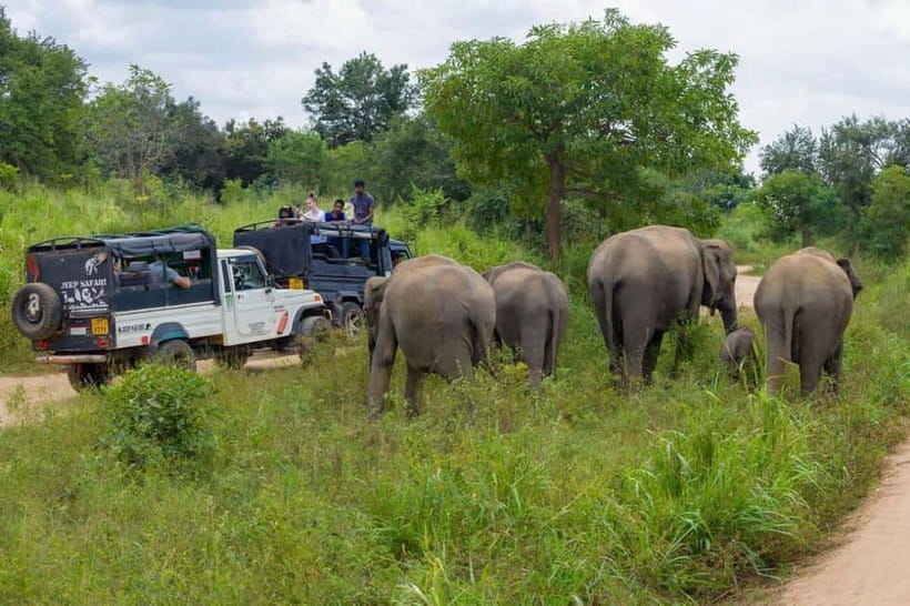 From Kandy: Sigiriya & Dambulla Day Tour with Safari - Who should book this private outing