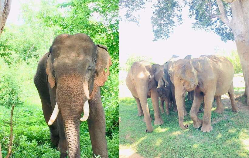From Kandy: Sigiriya Rock Dambulla & Minneriya Jeep Safari - The schedule problem deserves attention