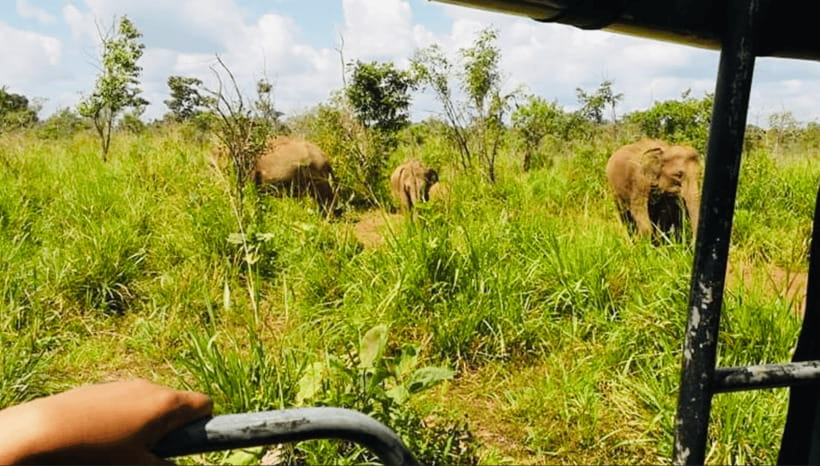 From Kandy: Sigiriya Rock Fortress and Wildlife Safari - Key points to know before booking
