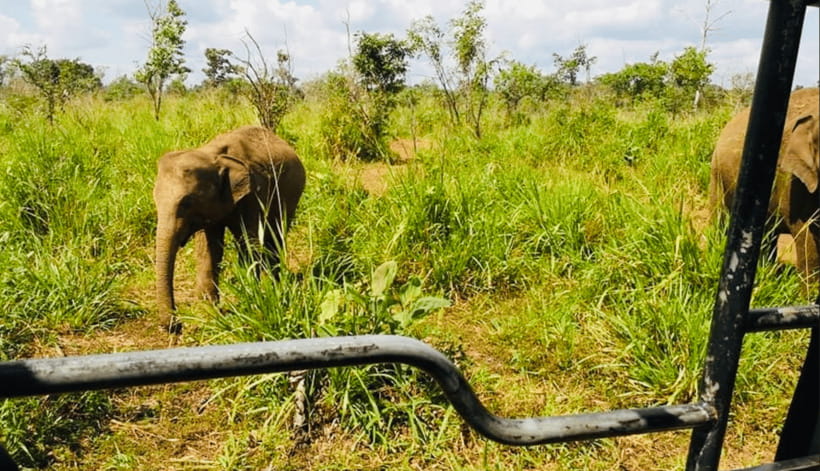 From Kandy: Sigiriya Rock Fortress and Wildlife Safari - Why this Kandy day trip packs in so much