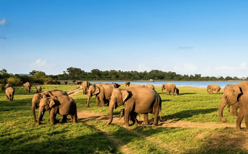 From Kandy: Sigiriya Rock Fortress and Wildlife Safari - Starting at the Sigiriya Museum