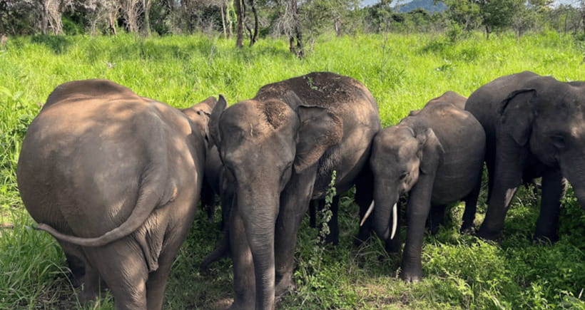 From Kandy: Sigiriya Rock Fortress and Wildlife Safari - Is $218 per person good value?