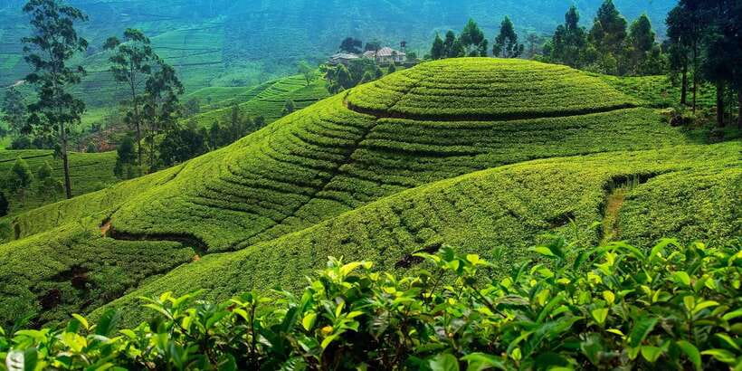 From Kandy To Nuwara Eliya Drop Tour - Private Tour - Why this private transfer works so well
