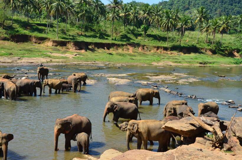 From Kandy To Pinnawala Private Day Tour via Ambuluwawa - Pinnawala and Sri Lanka’s captive elephant herd