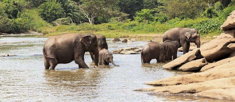 From Kandy: Wilpattu National Park Safari with Hotel Pickup - Should you book the Wilpattu safari from Kandy?