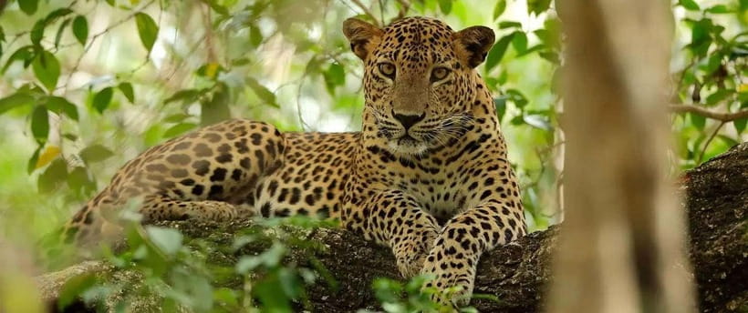 From Kandy: Wilpattu National Park Safari with Hotel Pickup - Looking for leopards, elephants, and sloth bears