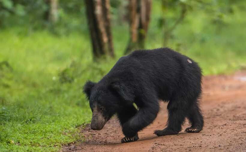From Kandy: Wilpattu National Park Safari with Hotel Pickup - A private jeep, but extra cost to plan for