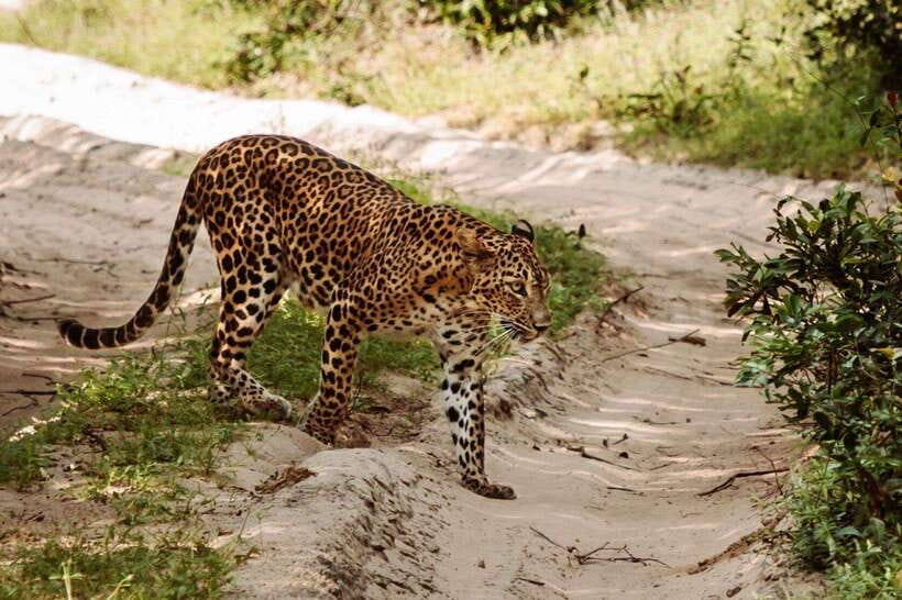 From Kandy: Wilpattu National Park Safari with Hotel Pickup - Simple wildlife manners matter