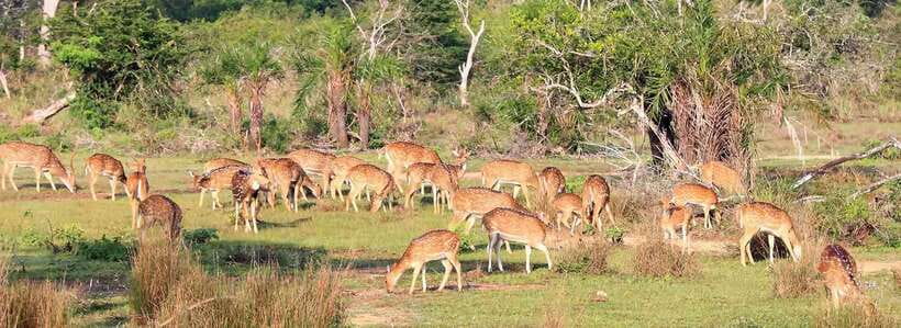 From Kandy: Wilpattu National Park Safari with Hotel Pickup - Entering Wilpattu’s villus