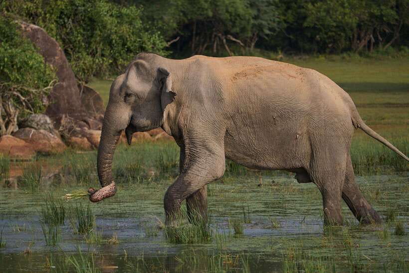 From Mirissa/Galle/Hikkaduwa: Udawalawa National Park Safari - The Elephant Transit Home visit
