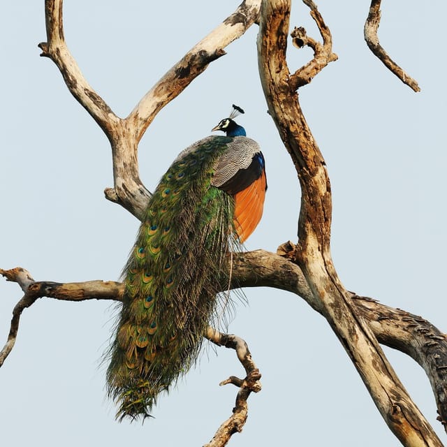 From Mirissa/Galle/Hikkaduwa: Udawalawa National Park Safari - Who will enjoy this safari most