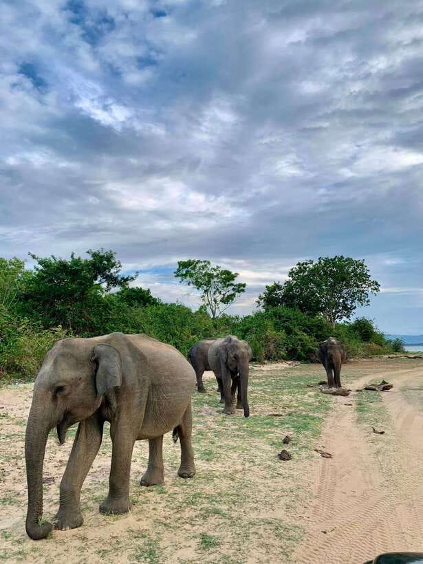 From Mirissa/Galle/Hikkaduwa: Udawalawa National Park Safari - The early road trip and hotel pickup