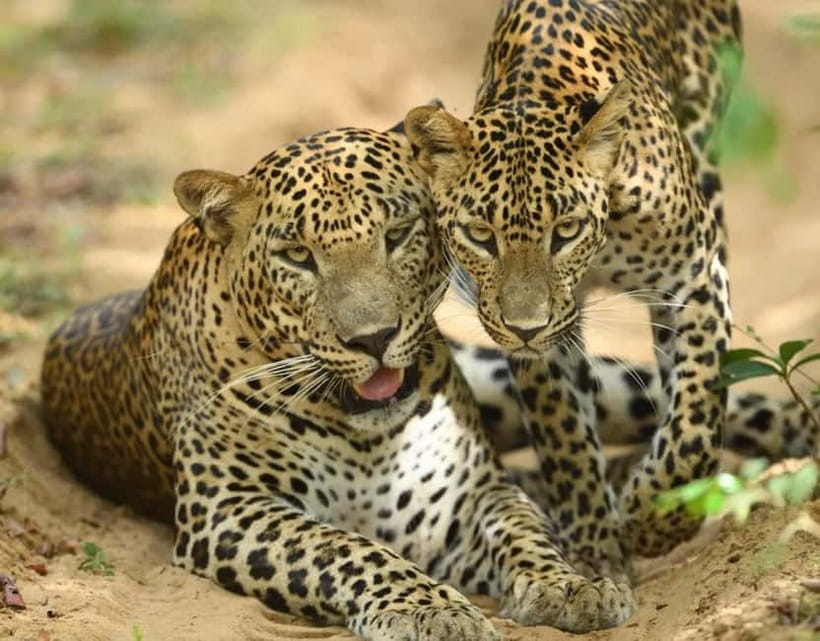 From Mirissa / Galle / Tangalle to Yala Safari & Drop- Ella - Changing vehicles at Yala