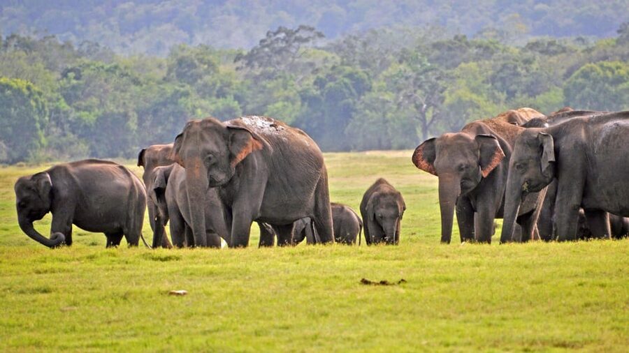 From Mirissa / Galle / Tangalle to Yala Safari & Drop- Ella - Four hours inside Yala National Park