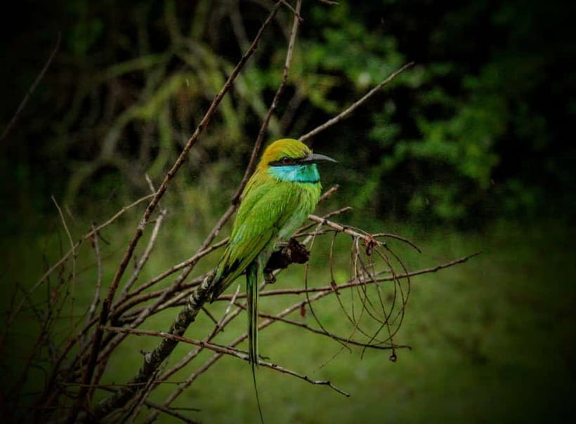 From Mirissa / Galle / Tangalle to Yala Safari & Drop- Ella - The guide’s role, and a point to watch