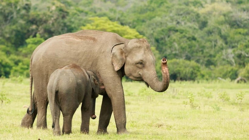 From Mirissa / Galle / Tangalle to Yala Safari & Drop- Ella - Crowds, driving style, and animal welfare