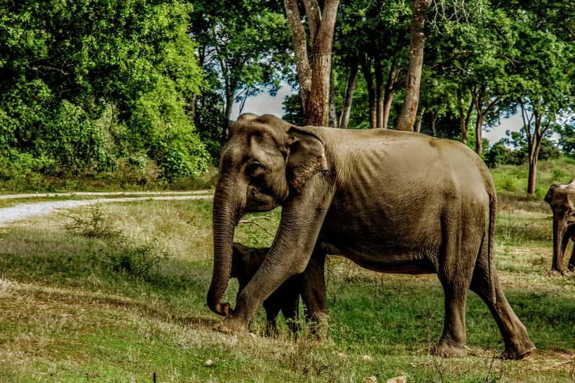 From Mirissa / Galle / Tangalle to Yala Safari & Drop- Ella - The road from Yala to Ella
