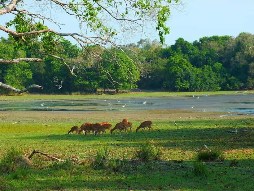 From Mirissa / Galle / Tangalle to Yala Safari & Drop- Ella - What the $11 price really means
