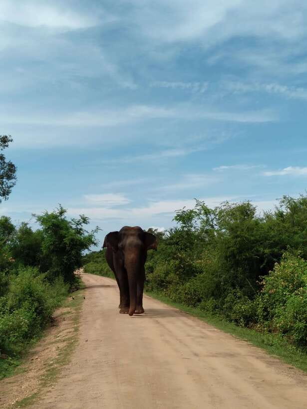 From Mirissa/ Weligama : Udawalawe Safari - Day Trip - What the $84 price really covers