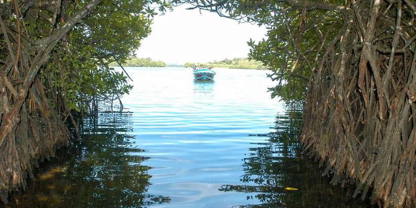 From Negombo: Bentota Full-Day Tour - Kosgoda Sea Turtle Conservation stop