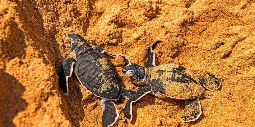 From Negombo: Bentota Full-Day Tour - Lunch, road time, and the pace of the day