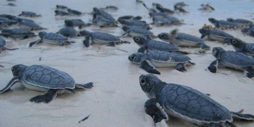From Negombo: Bentota Full-Day Tour - Who will enjoy this Bentota day trip
