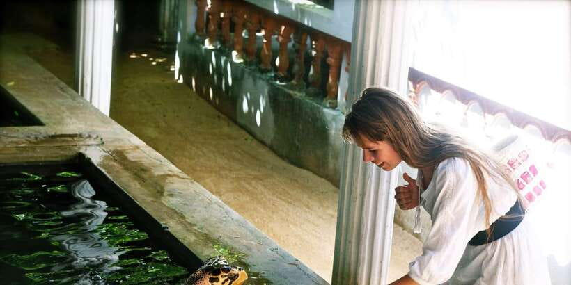 From Negombo: Bentota Full-Day Tour - Madu River mangroves by boat