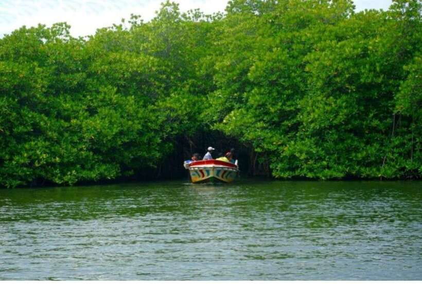 From Negombo: Exclusive Madu River Safari & Turtle Hatchery - The driver and captain shape the day