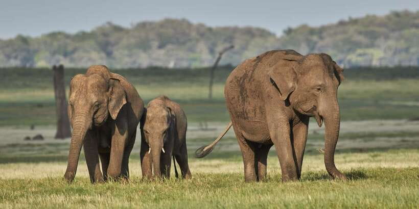 From Negombo: Minneriya National Park Safari Tour - Key points to know before you book
