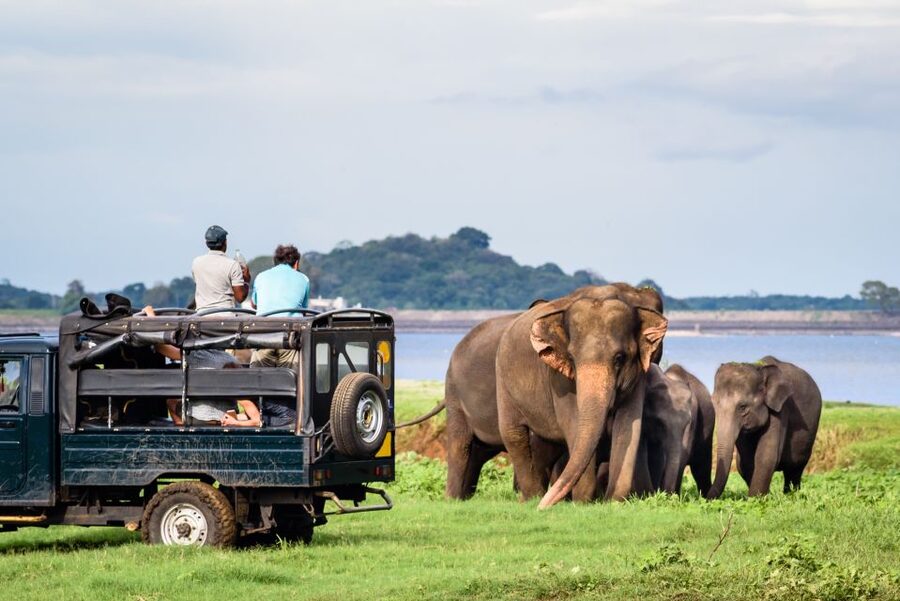 From Negombo: Minneriya National Park Safari Tour - Practical packing and booking advice