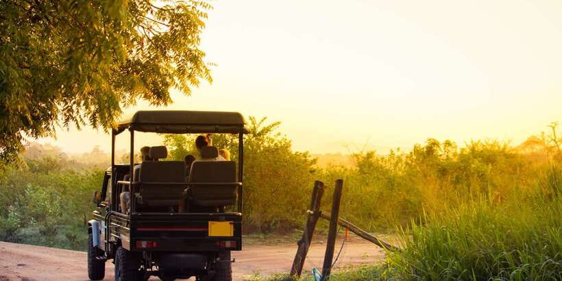 From Negombo: Minneriya National Park Safari Tour - Why this safari can fit well after Negombo