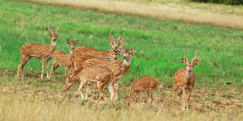 From Negombo: Minneriya National Park Safari Tour - Entering Minneriya National Park by jeep