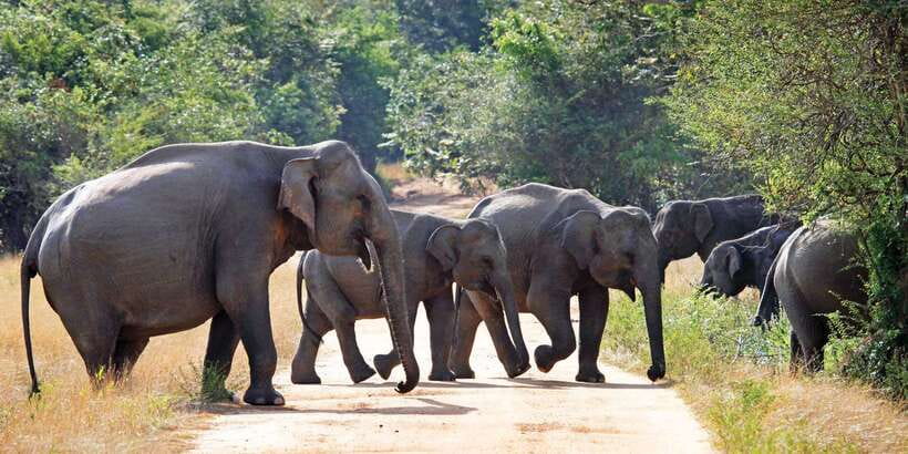 From Negombo: Minneriya National Park Safari Tour - Why timing can make or break the day